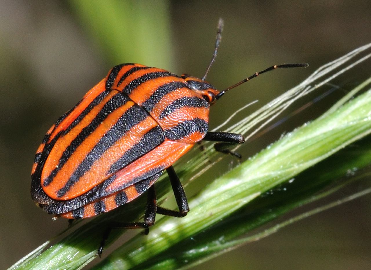 Pentatomidae: Graphosoma lineatum italicum, di Roma dint.